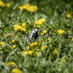 White Wagtail (Motacilla alba)