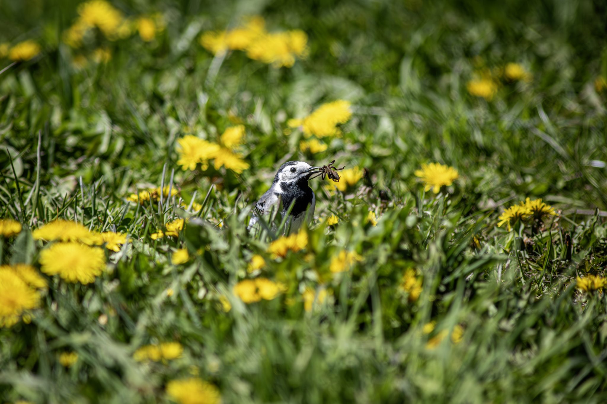 White Wagtail (Motacilla alba)