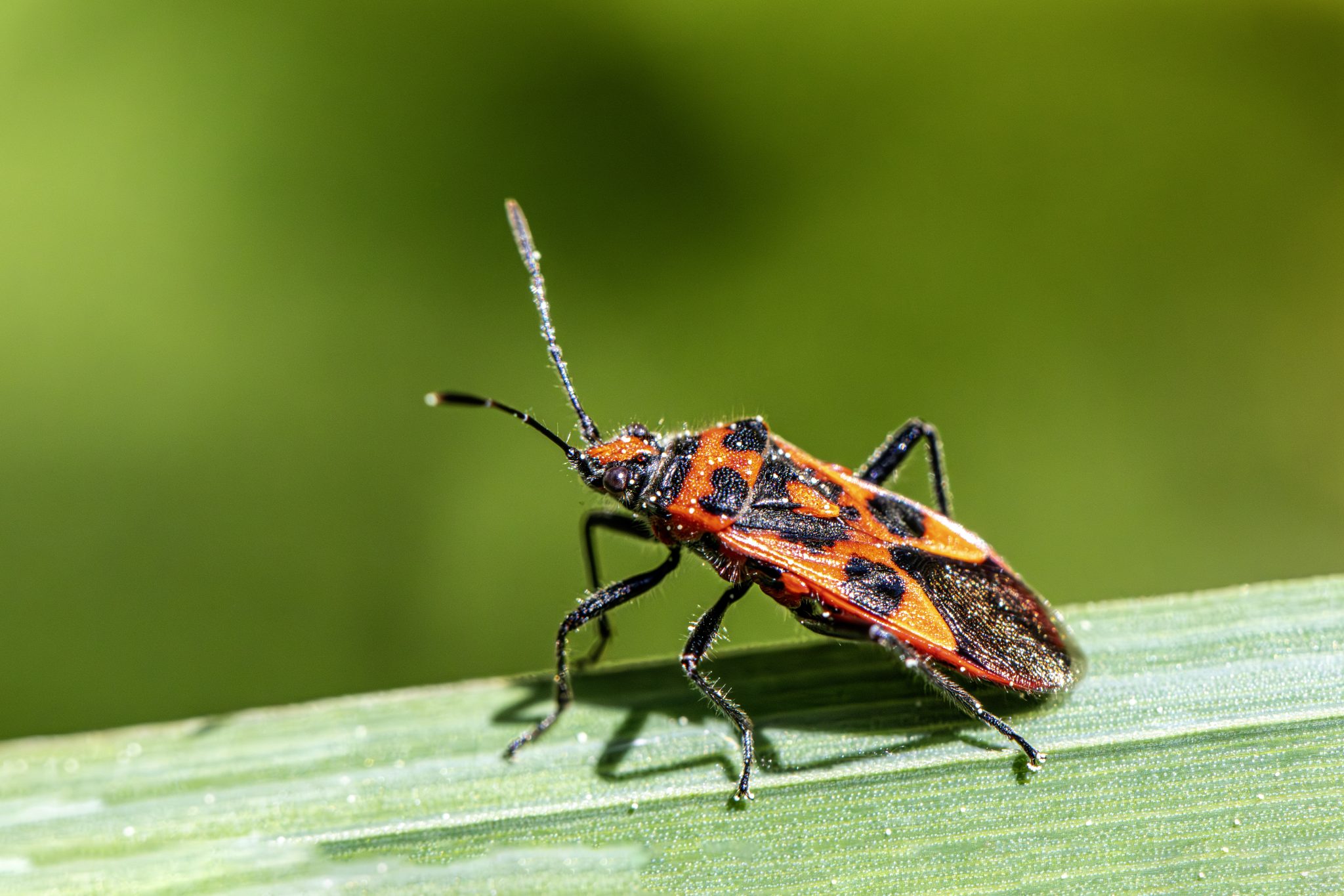 Firebug (Pyrrhocoris apterus)