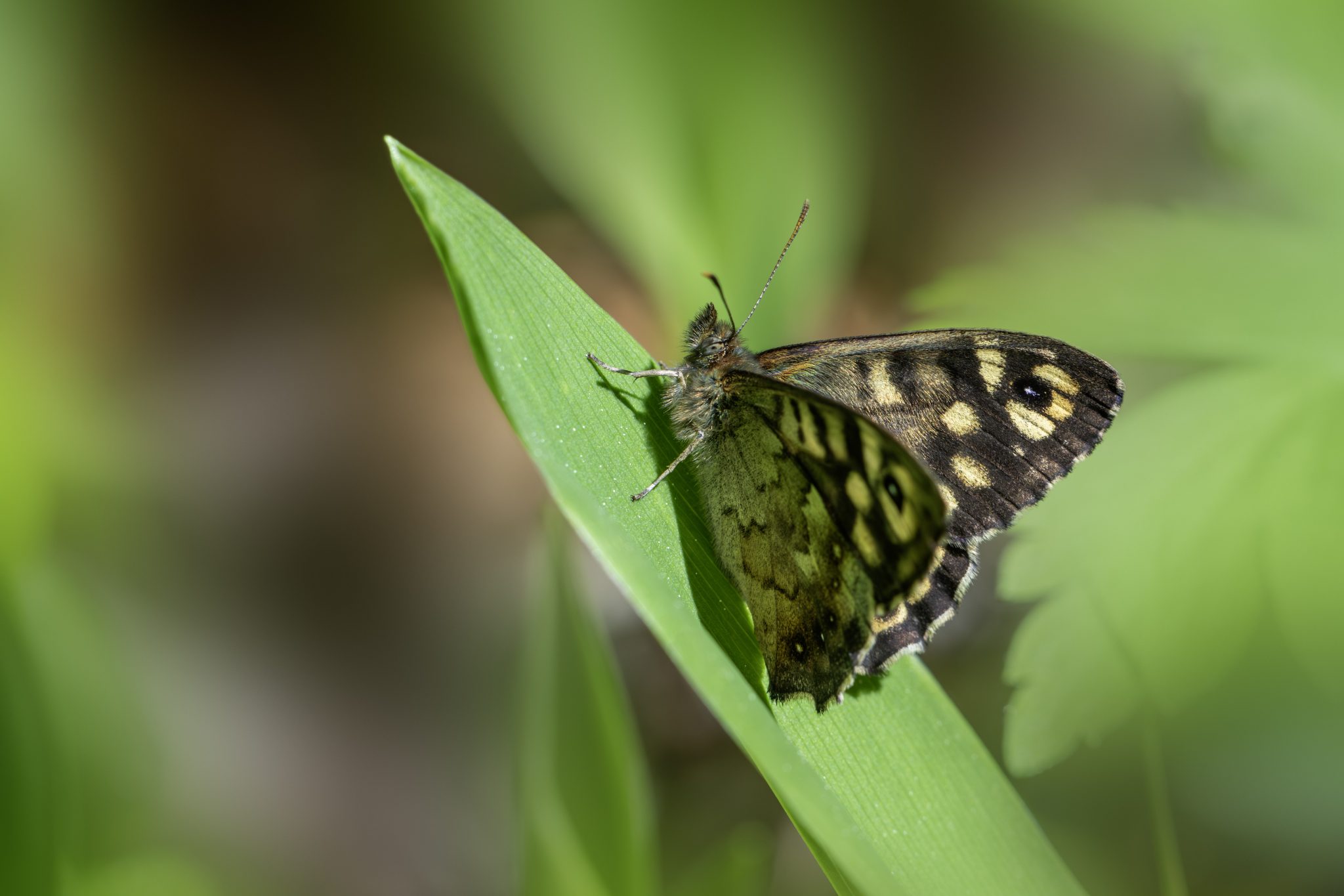 Specled wood (Pararge aegeria)
