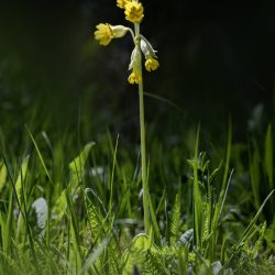 Cowslip, common cowslip, or cowslip primrose (Primula veris)