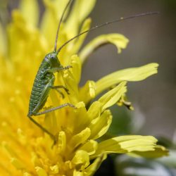 Great green bush cricket (Tettigonia viridissima)