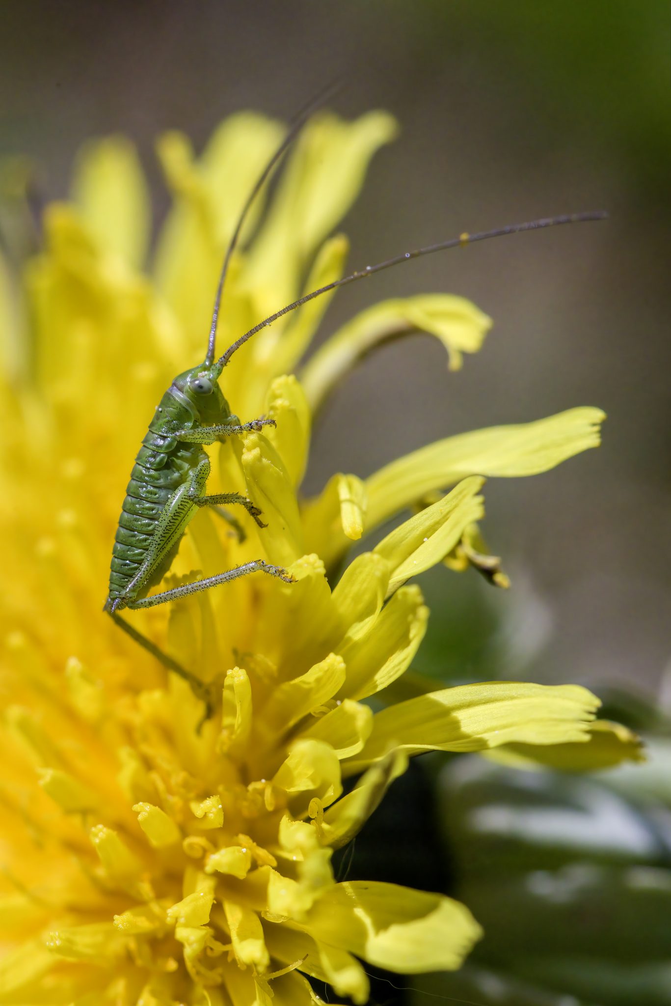 Great green bush cricket (Tettigonia viridissima)