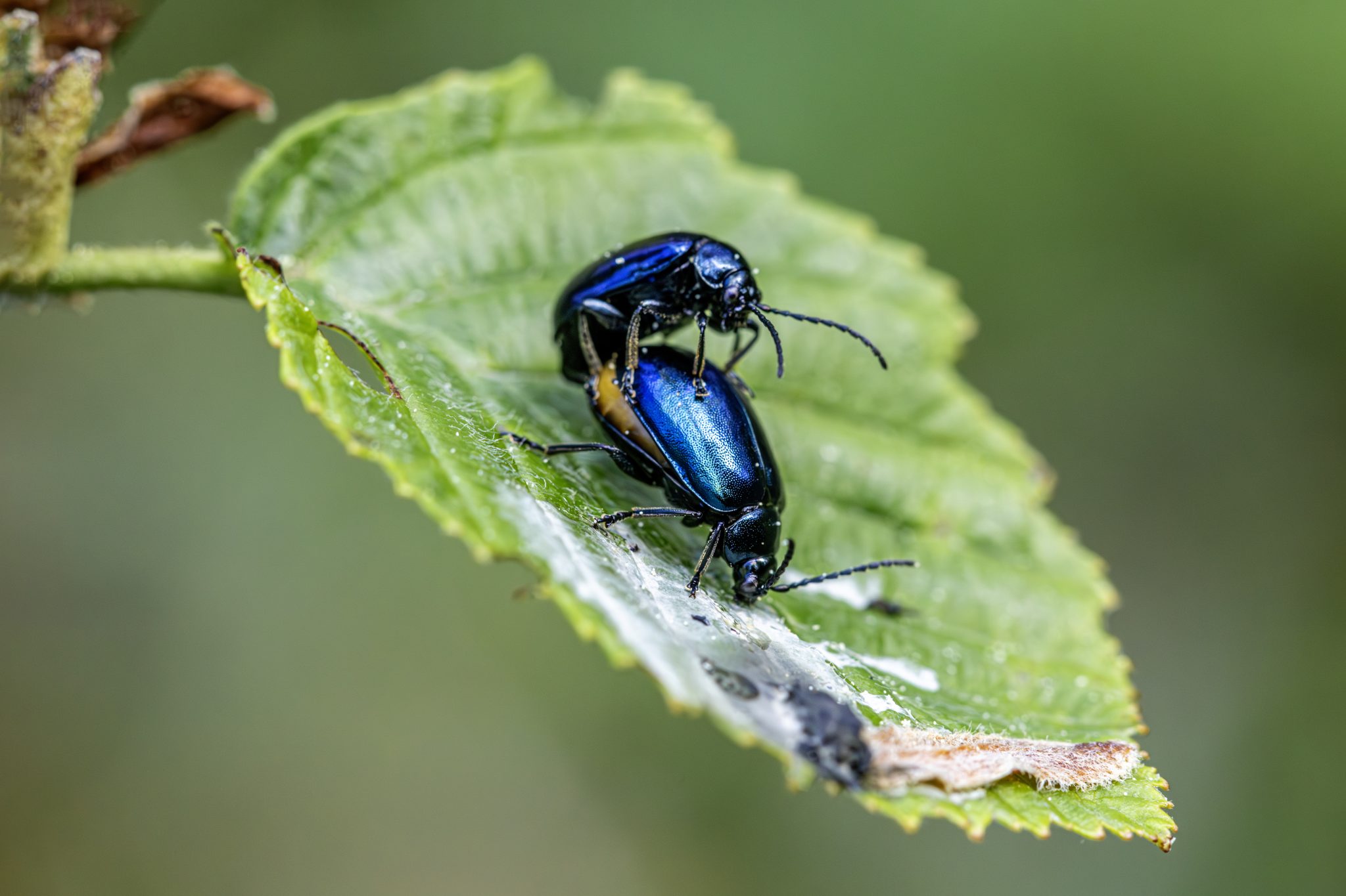 Alder Leaf Beetle (Agelastica alni)