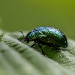 Leaf beetle (Plagiosterna aenea)