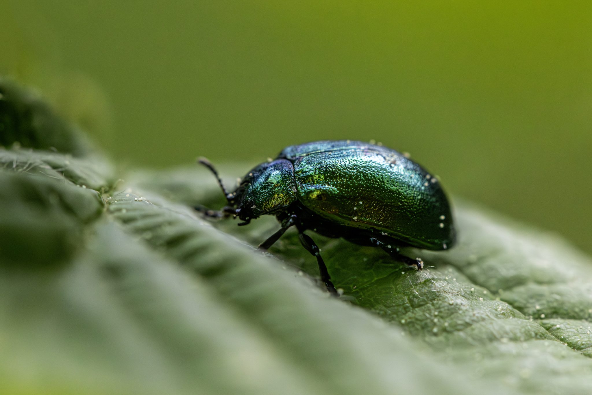Leaf beetle (Plagiosterna aenea)