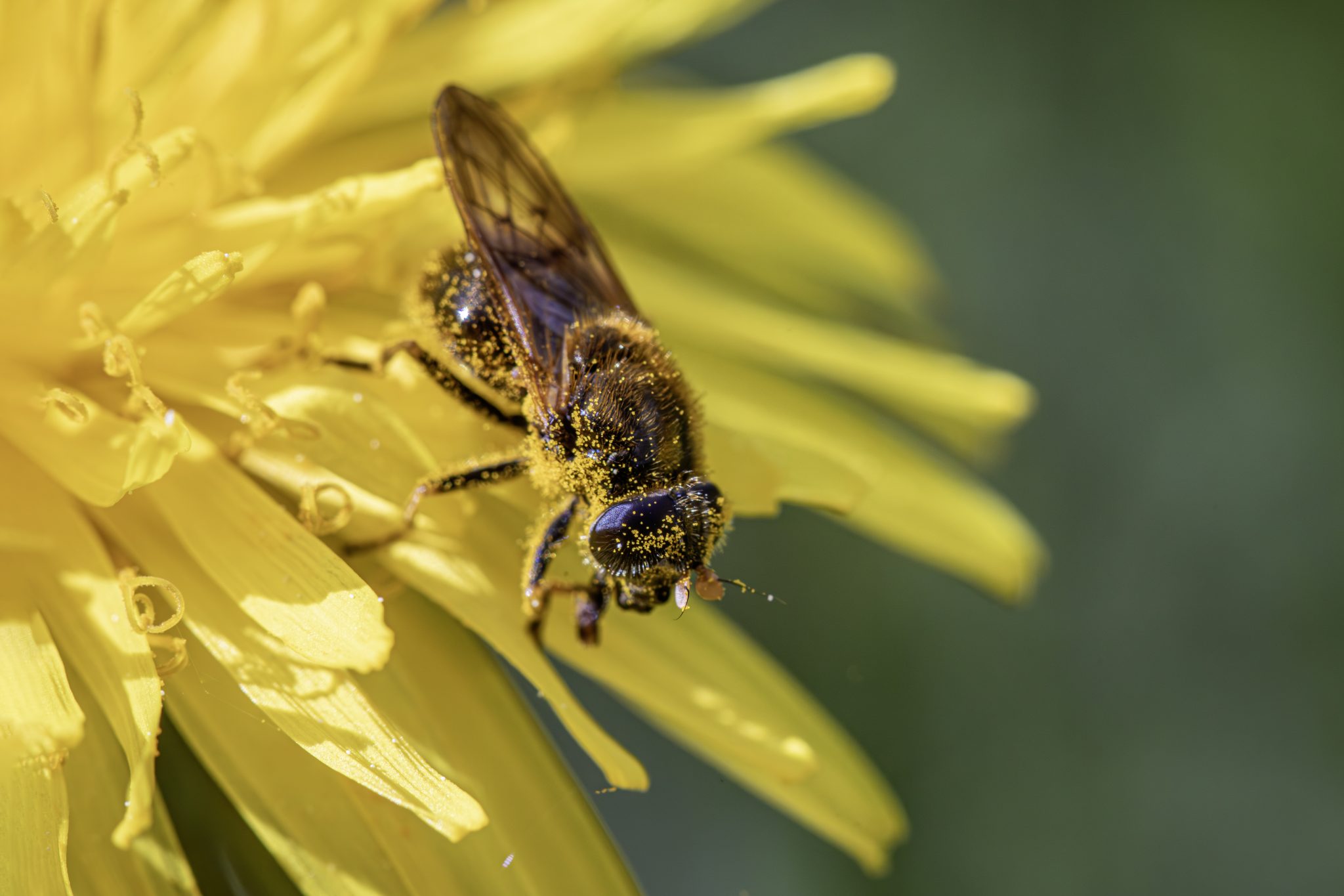 Fly