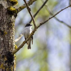 European Pied Flycatcher (Ficedula hypoleuca)