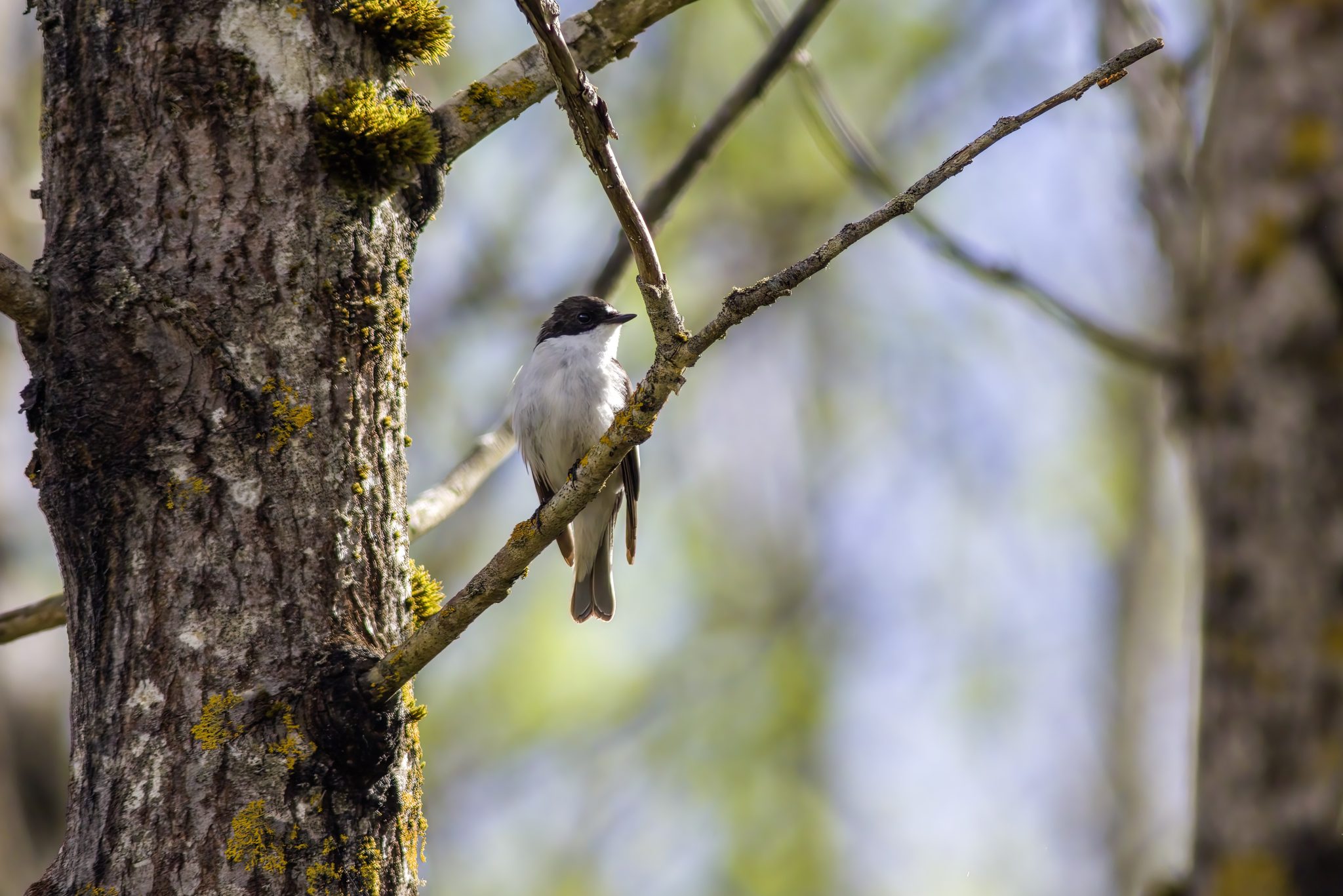 European Pied Flycatcher (Ficedula hypoleuca)