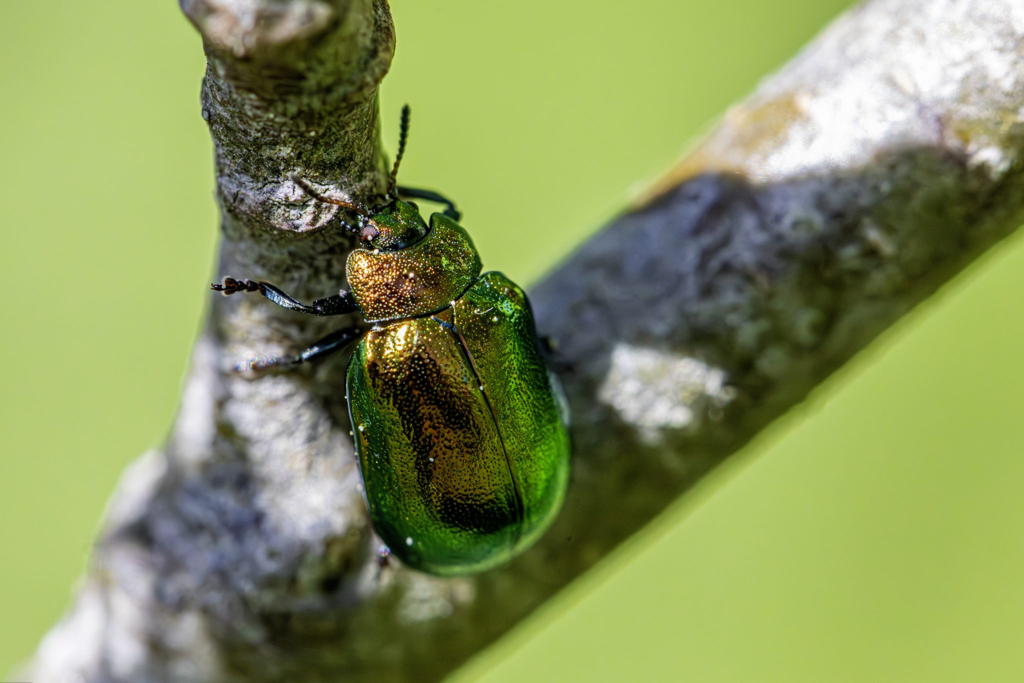 Leaf beetle (Plagiosterna aenea)