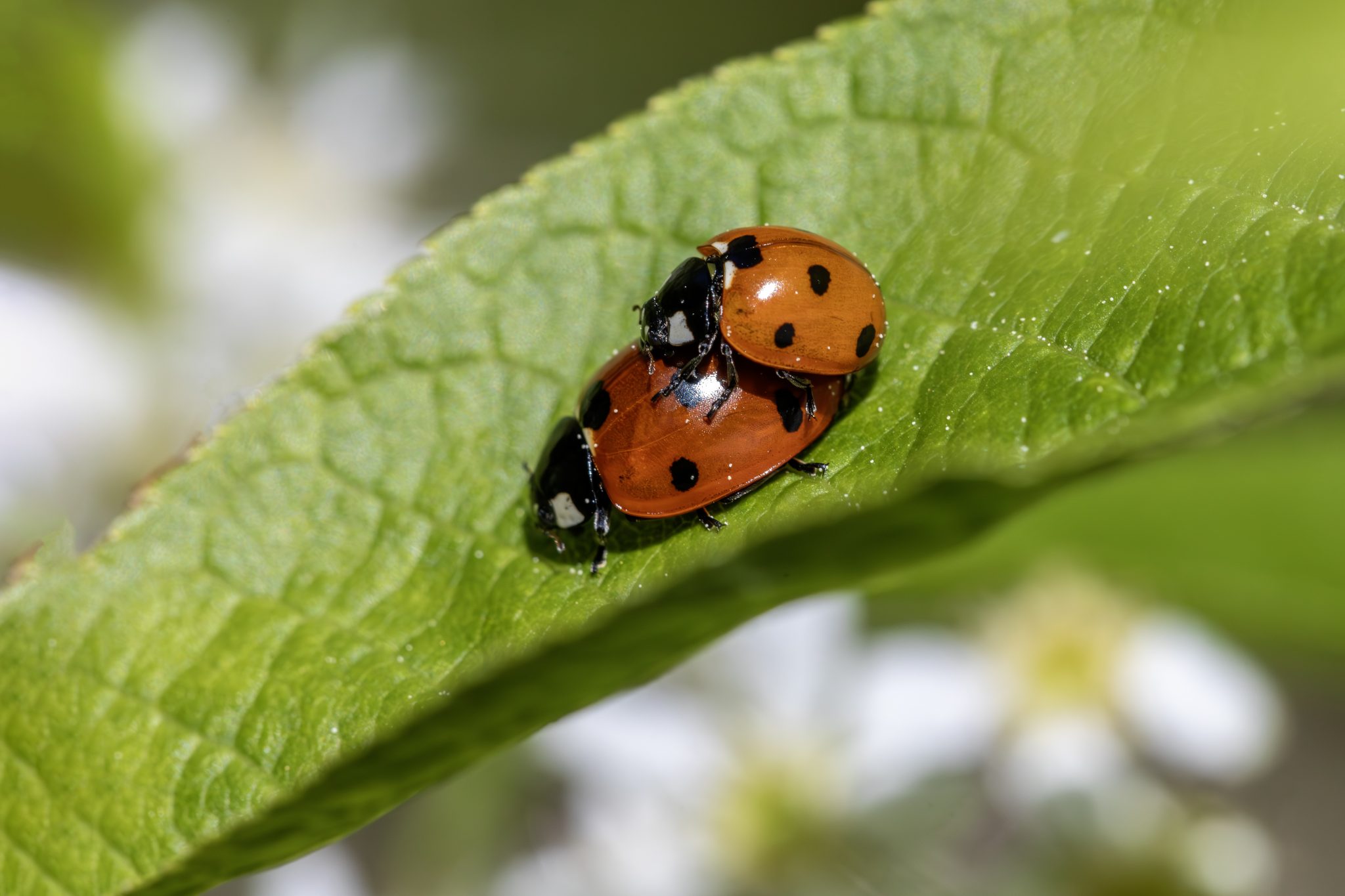 Seven-Spotted Ladybug (Coccinella septempunctata)