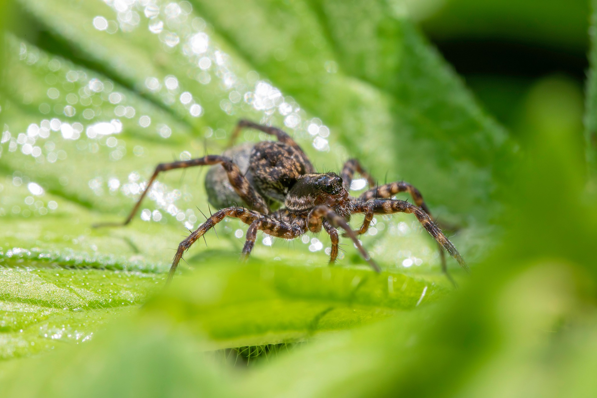 Spotted wolf spider (Pardosa amentata)