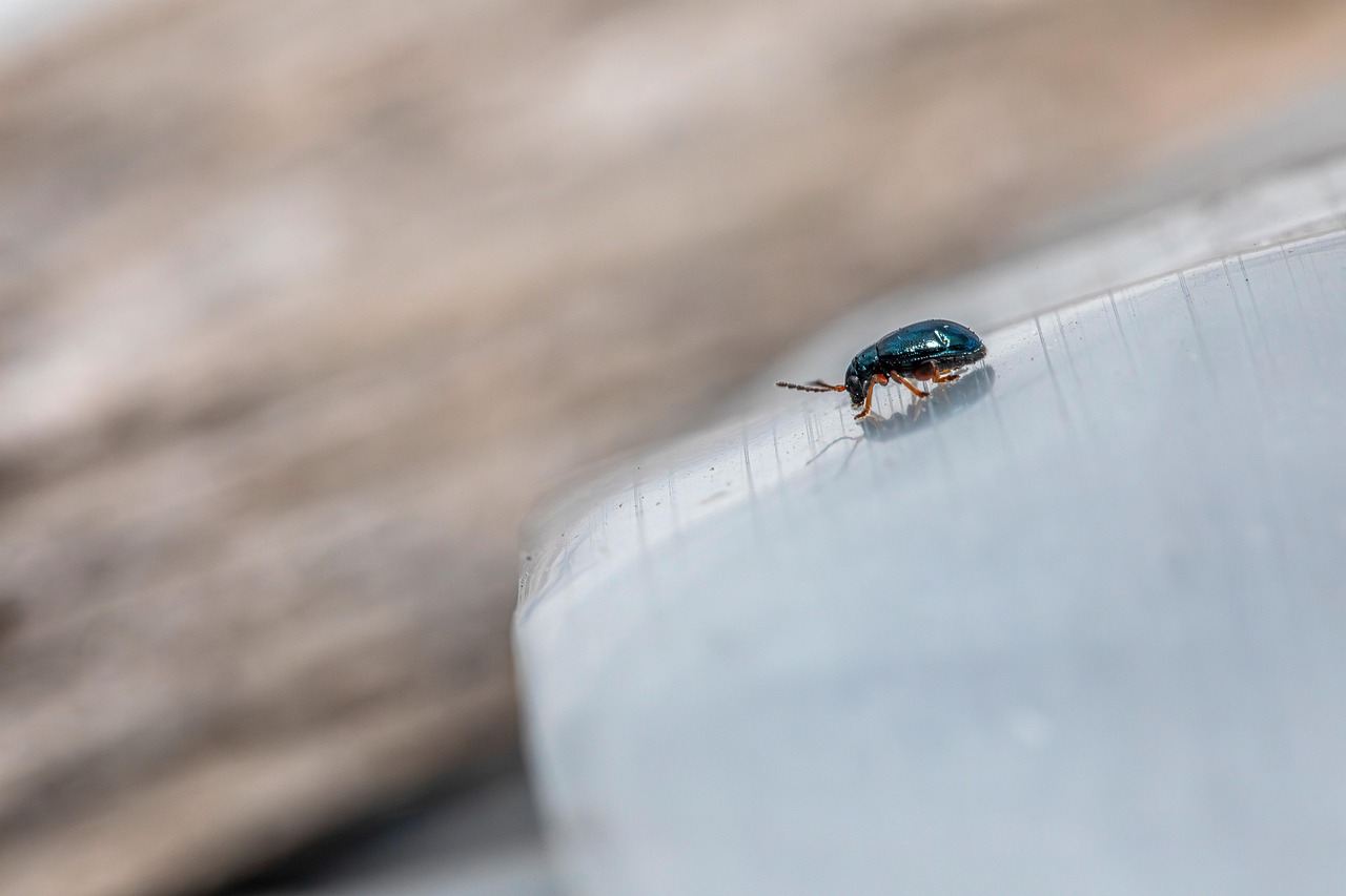 Alder Leaf Beetle (Agelastica alni)