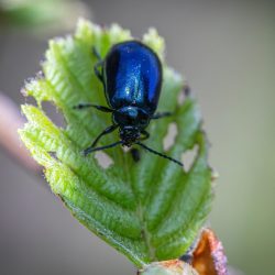 Alder Leaf Beetle (Agelastica alni)