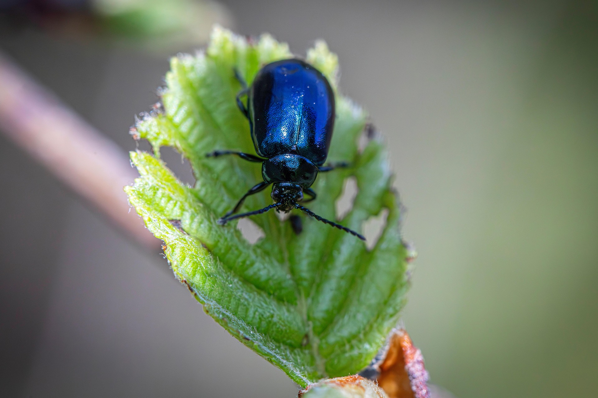 Alder Leaf Beetle (Agelastica alni)