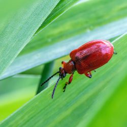 Lily leaf beetle (Lilioceris lilii)
