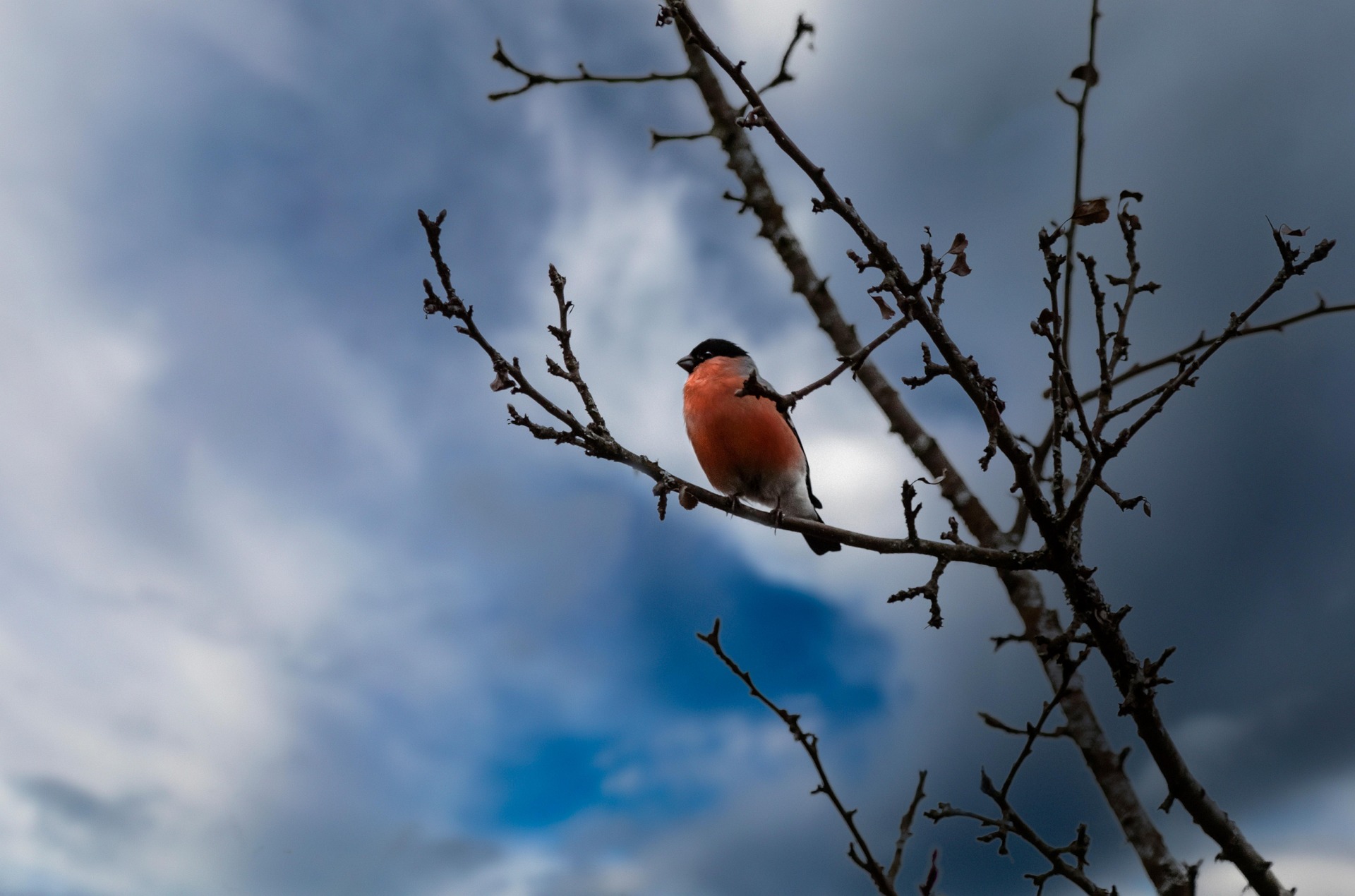 Eurasian bullfinch (Pyrrhula pyrrhula)