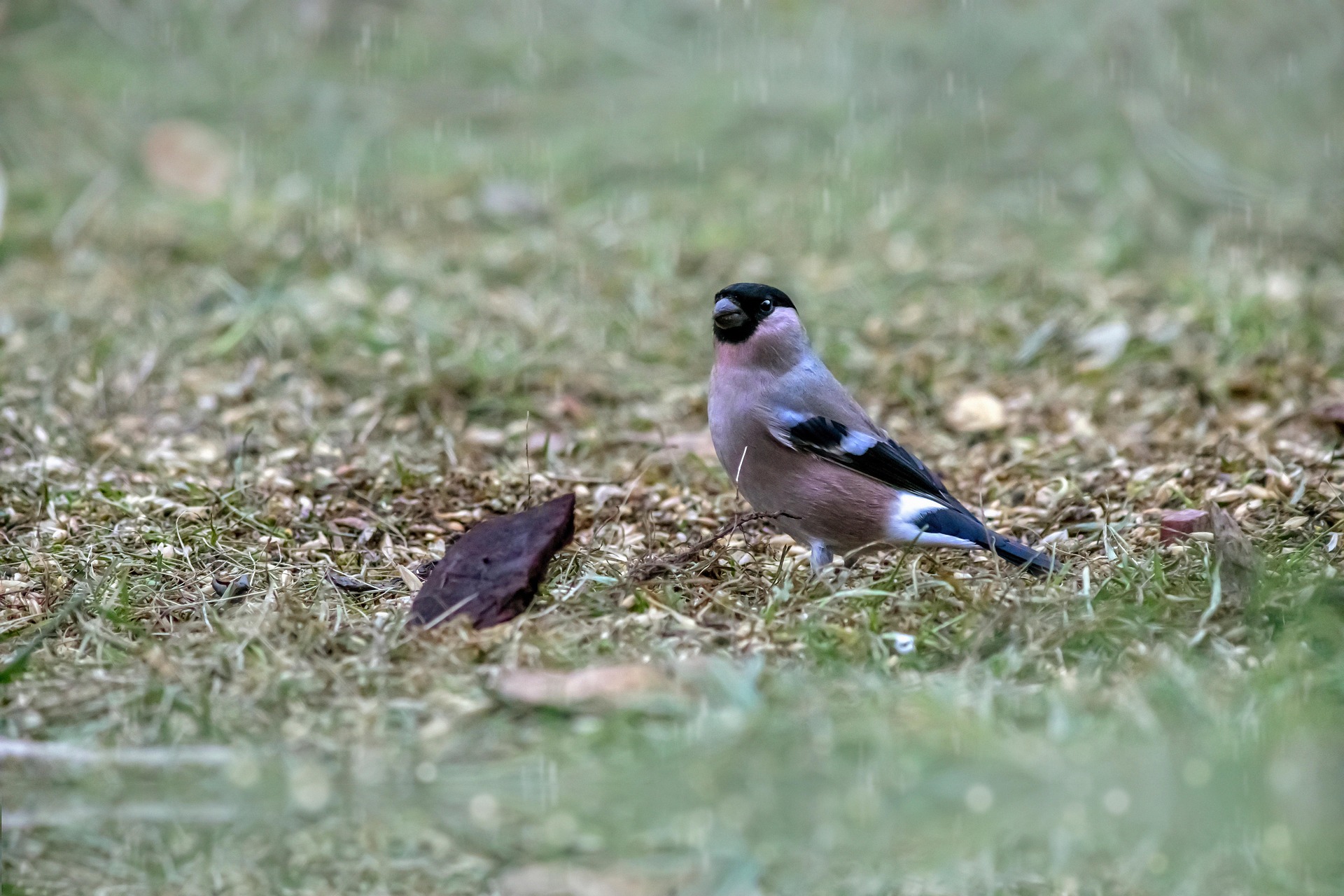 Eurasian bullfinch (Pyrrhula pyrrhula)