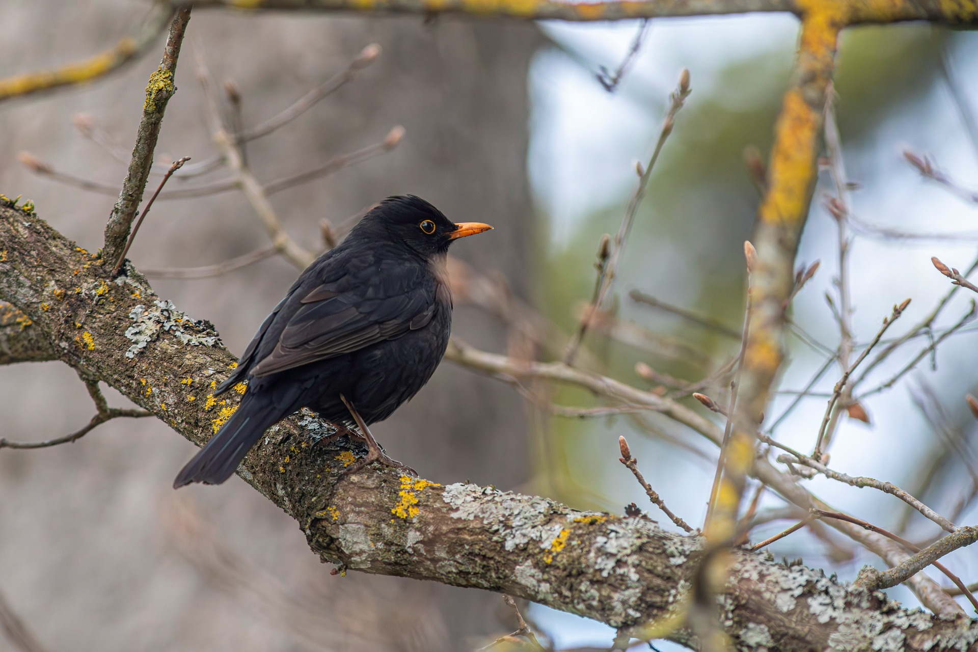 Blackbird (Turdus merula)