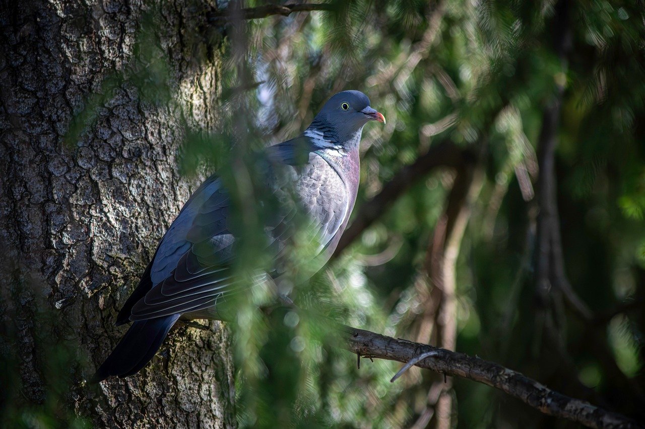 Common wood pigeon (Columba palumbus)
