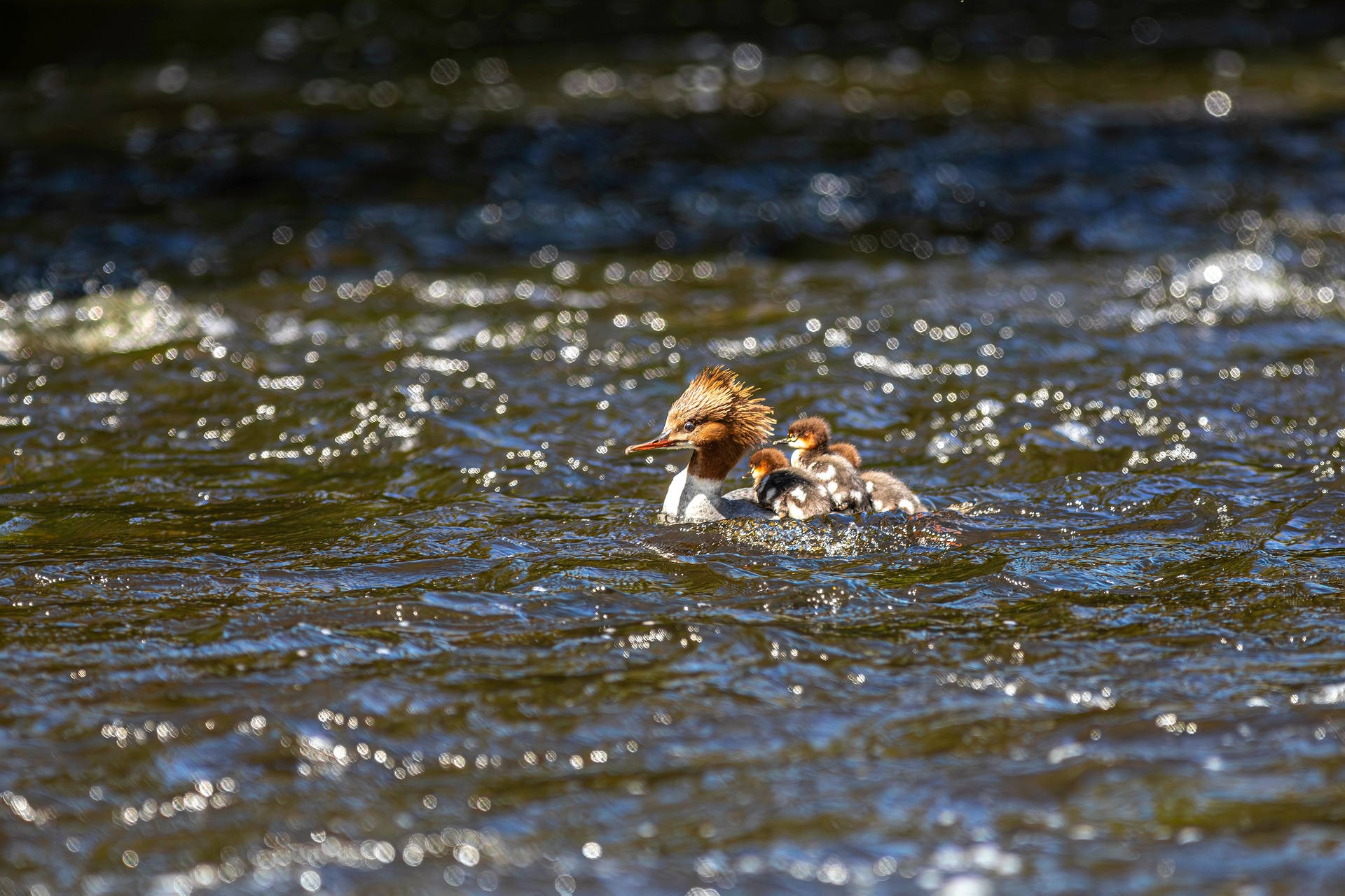Common merganser (Mergus merganser)