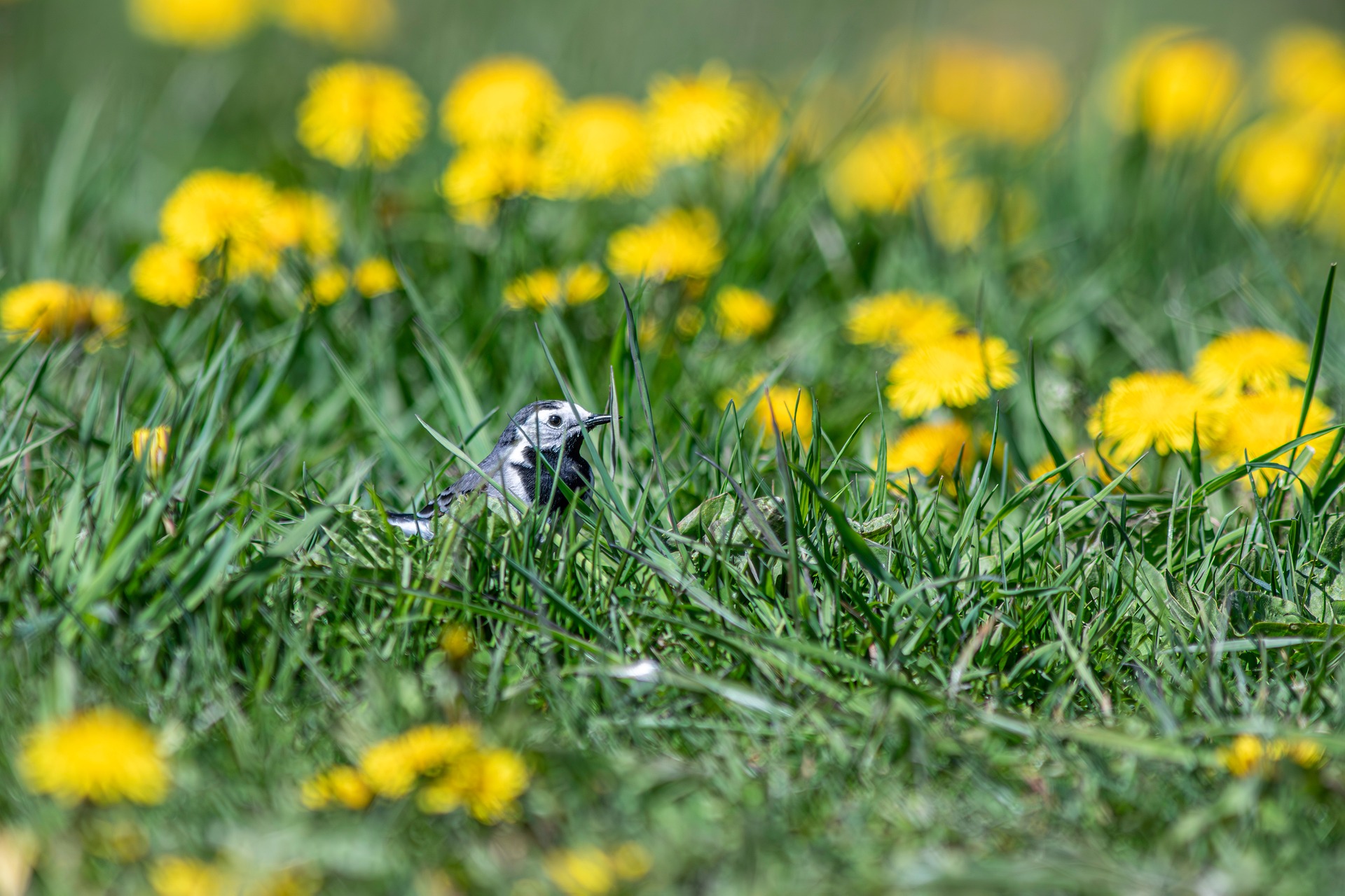 White Wagtail (Motacilla alba)
