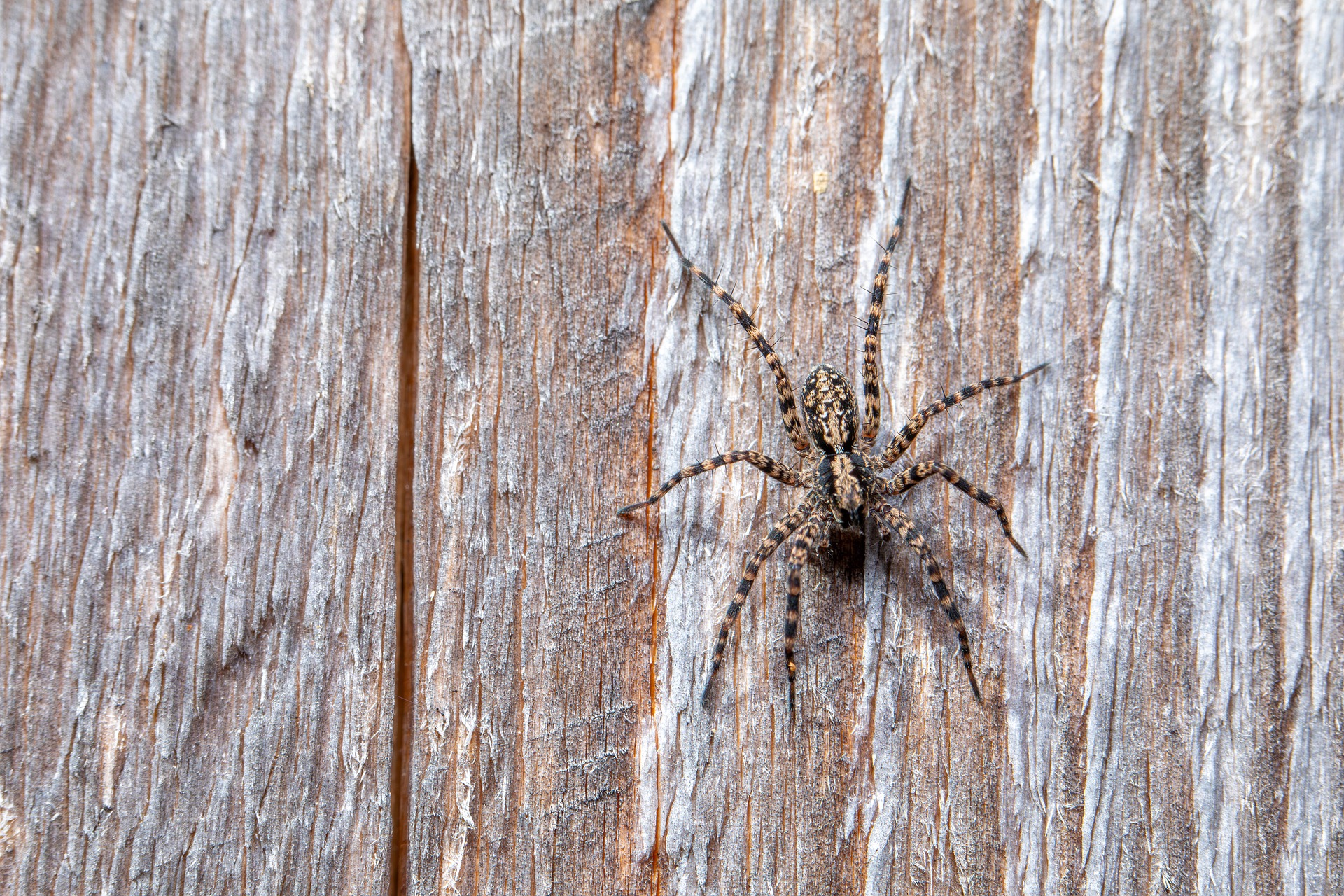 Spotted wolf spider (Pardosa amentata)