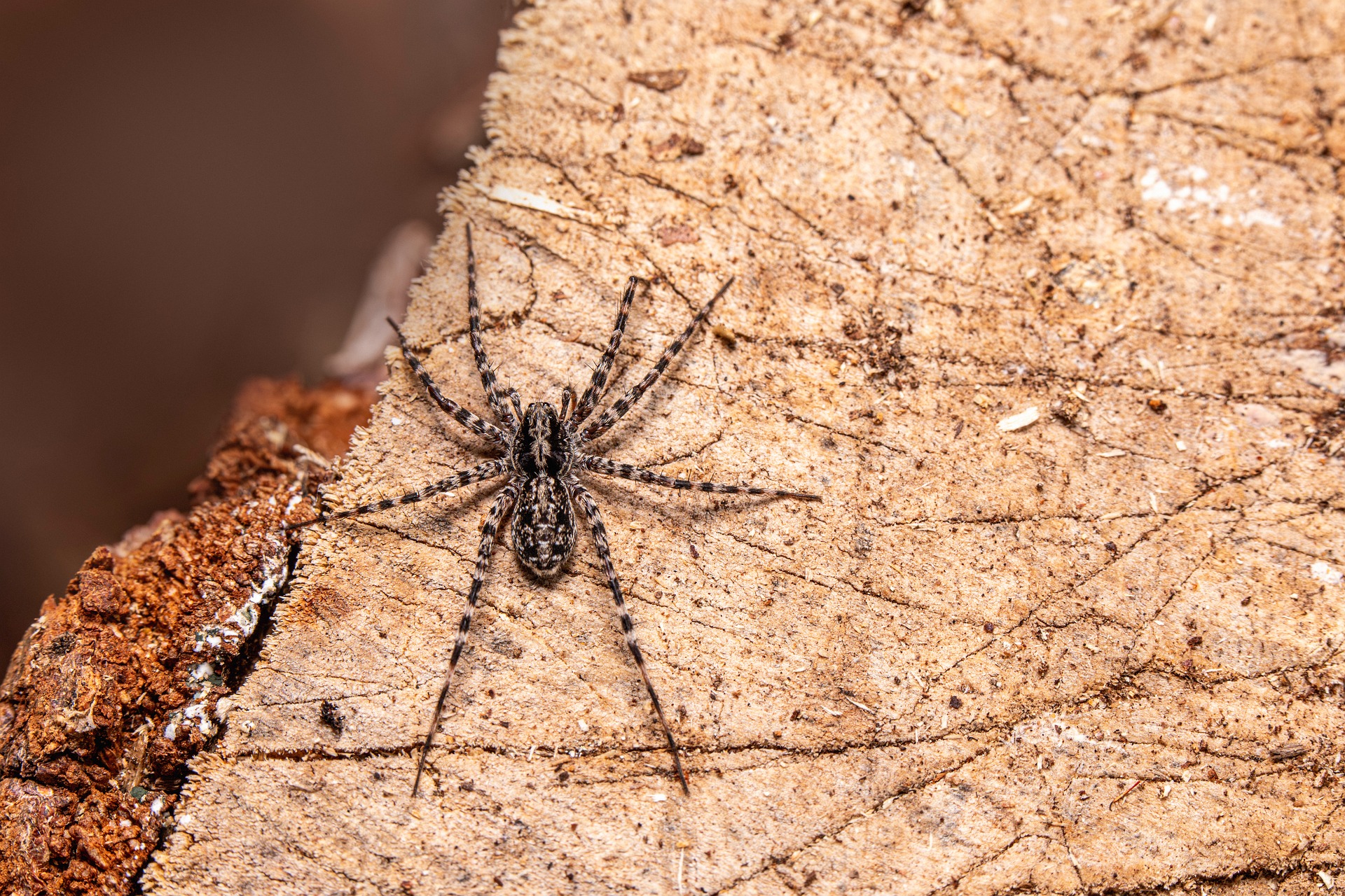 Spotted wolf spider (Pardosa amentata)