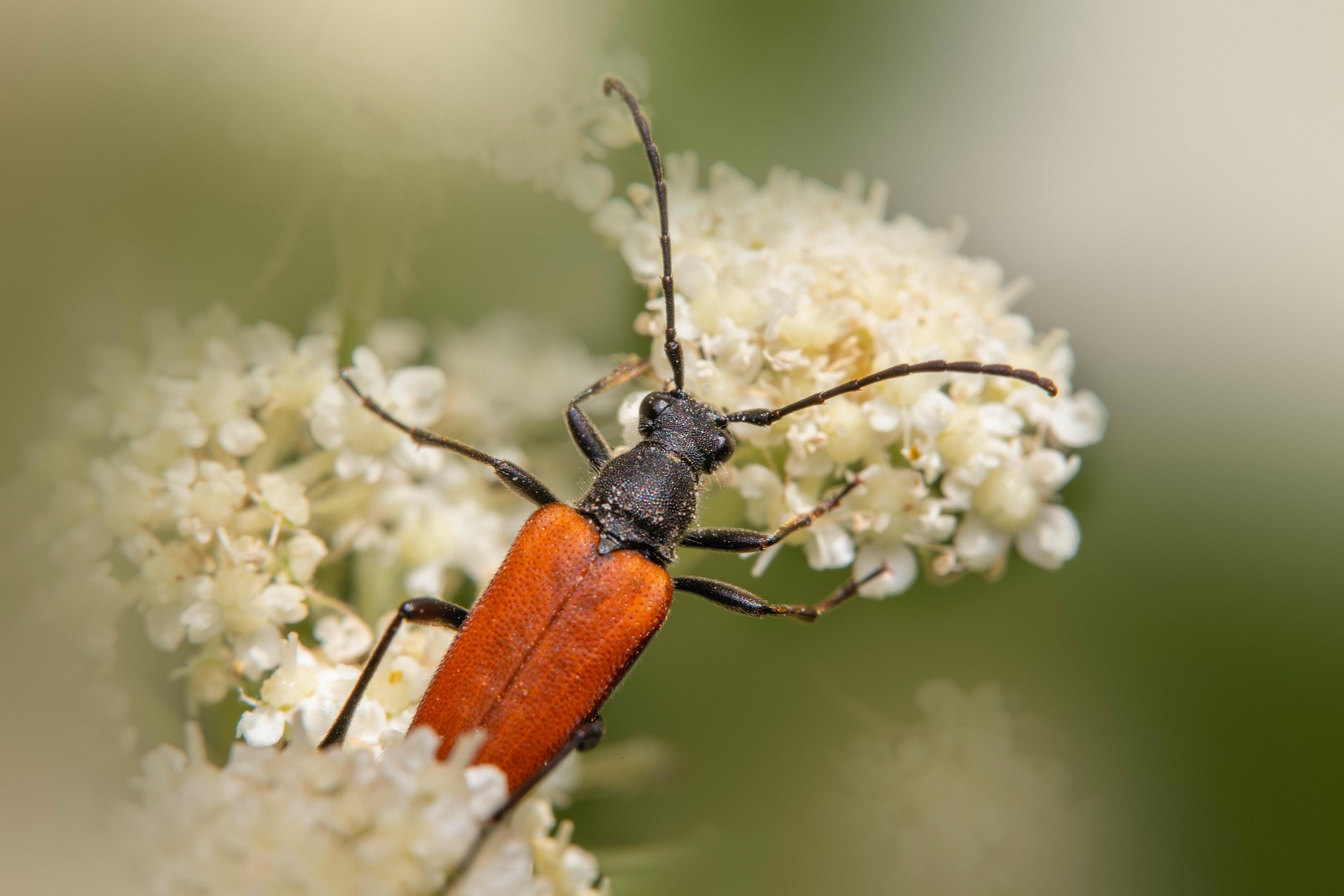Red-Brown Longhorn Beetle (Stictoleptura rubra)