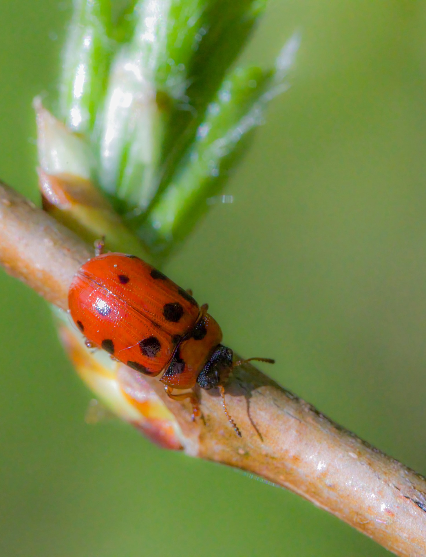 American Aspen Beetle (Gonioctena viminalis)