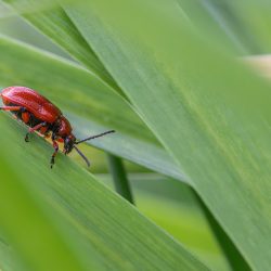 Lily leaf beetle (Lilioceris lilii)