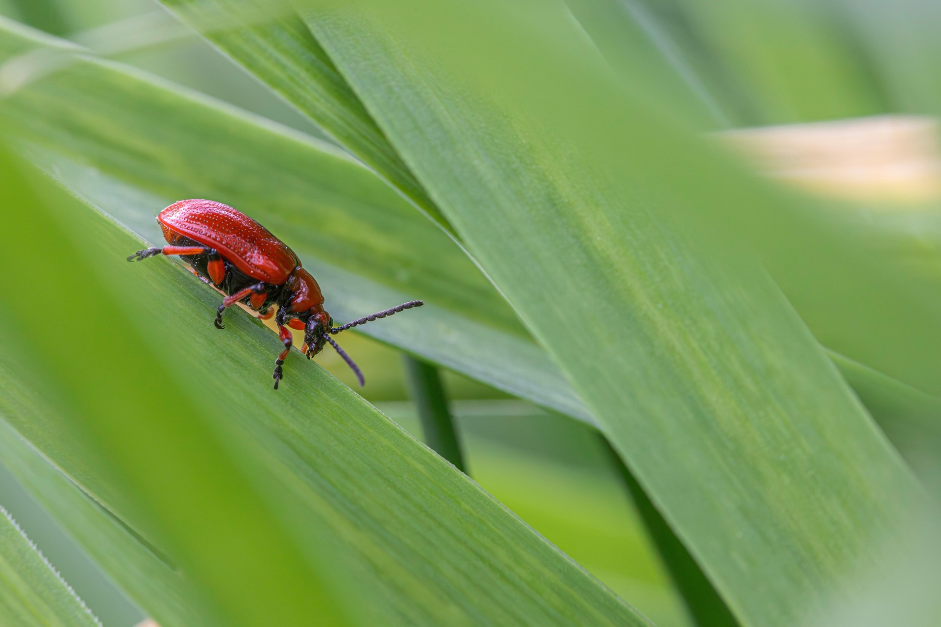 Lily leaf beetle (Lilioceris lilii)