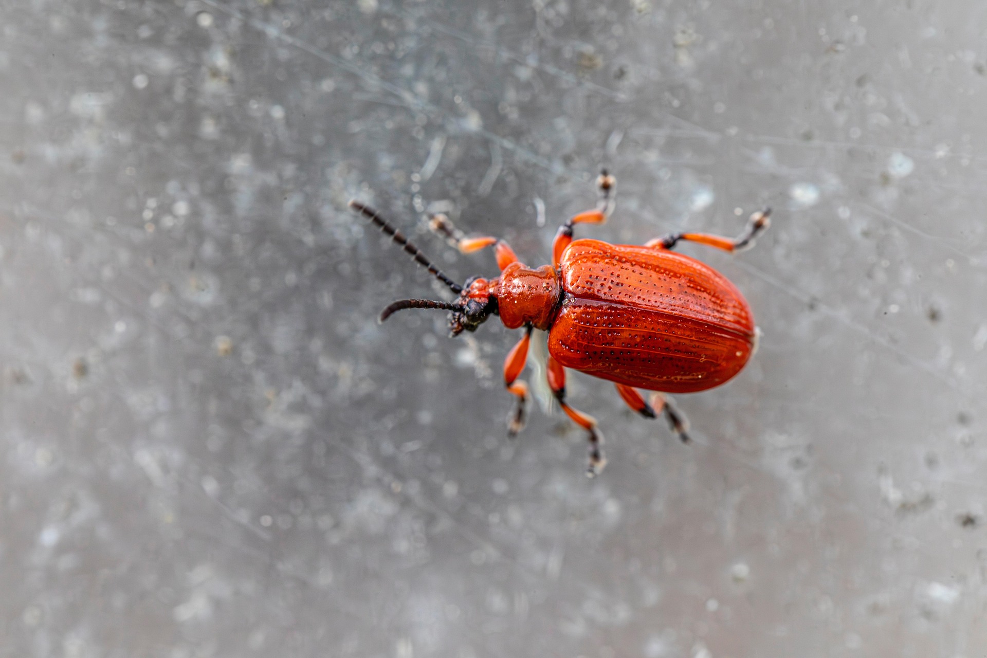 Lily leaf beetle (Lilioceris lilii)