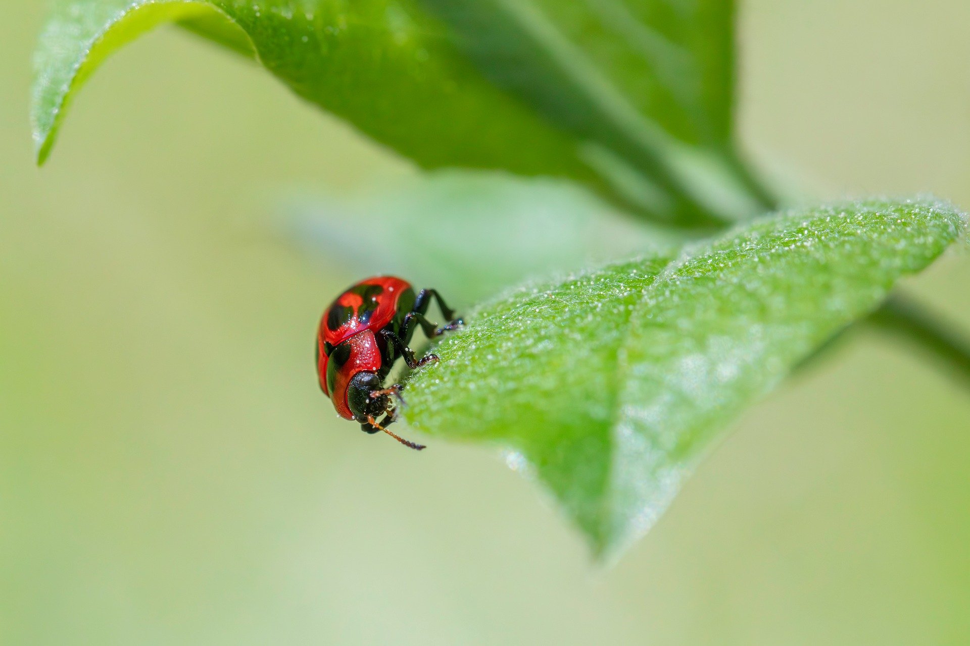American Aspen Beetle (Gonioctena viminalis)