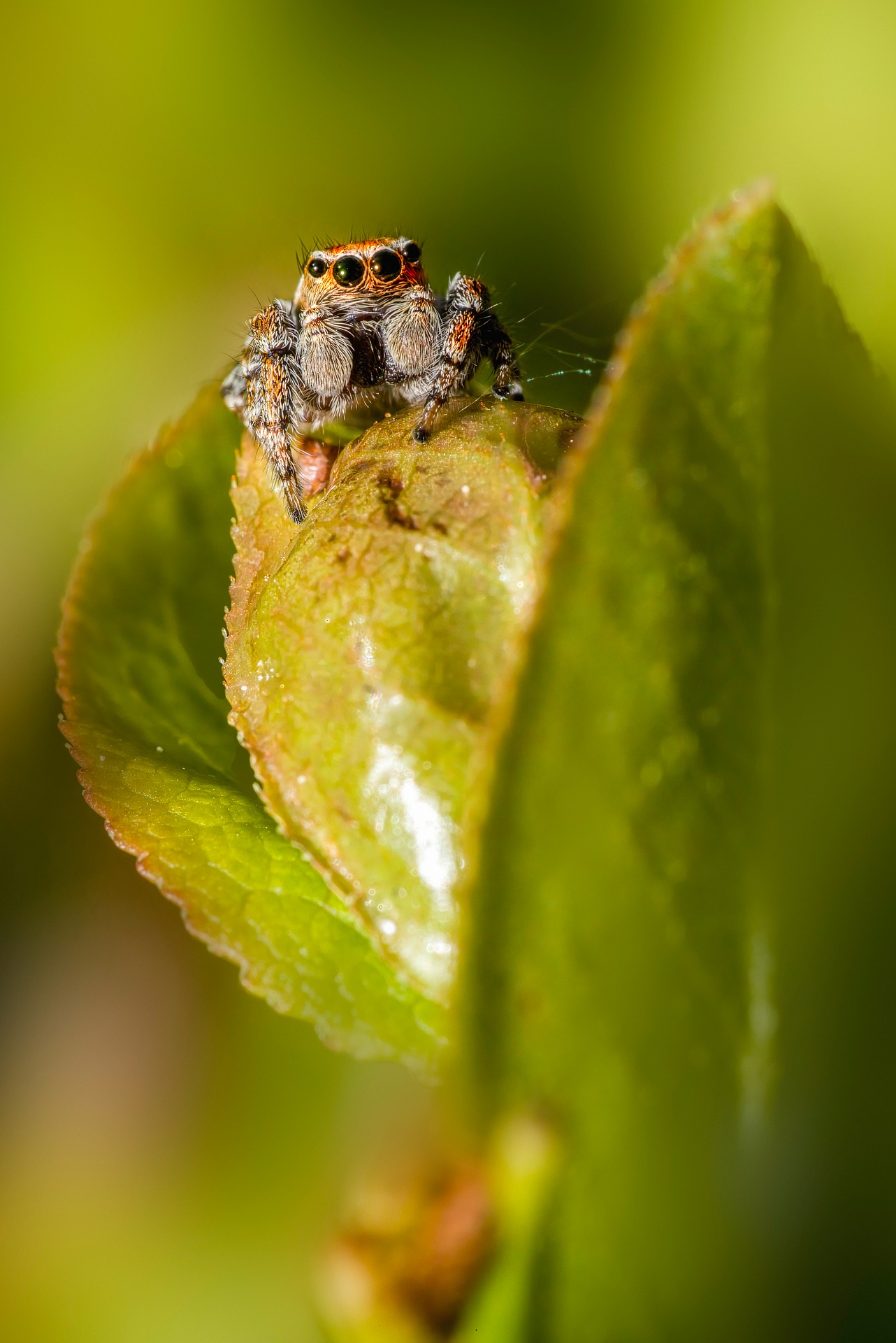 Jumping spider