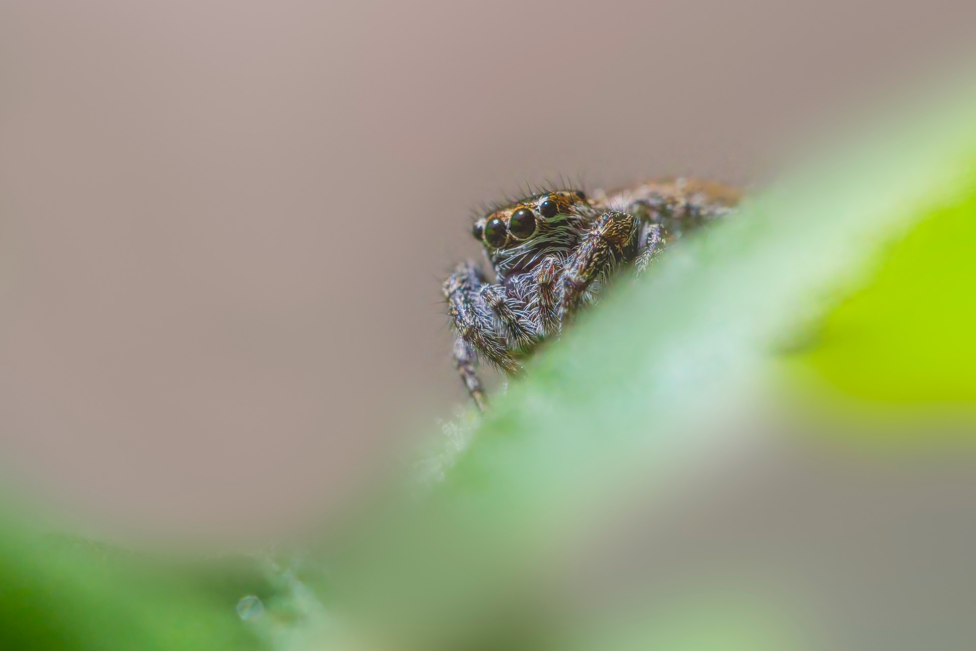 Jumping spider (Evarcha falcata)