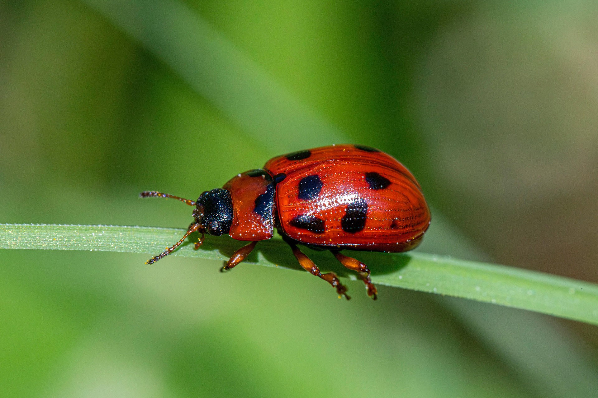 American Aspen Beetle (Gonioctena viminalis)