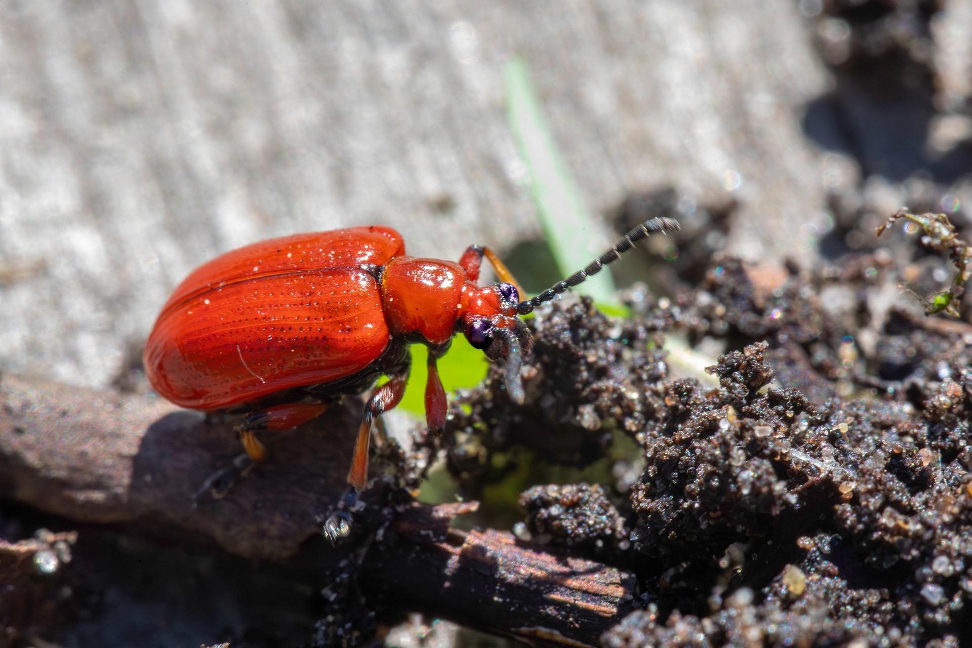 Lily leaf beetle (Lilioceris lilii)