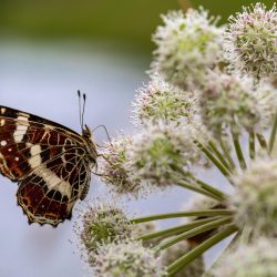 Map butterfly (Araschnia levana)