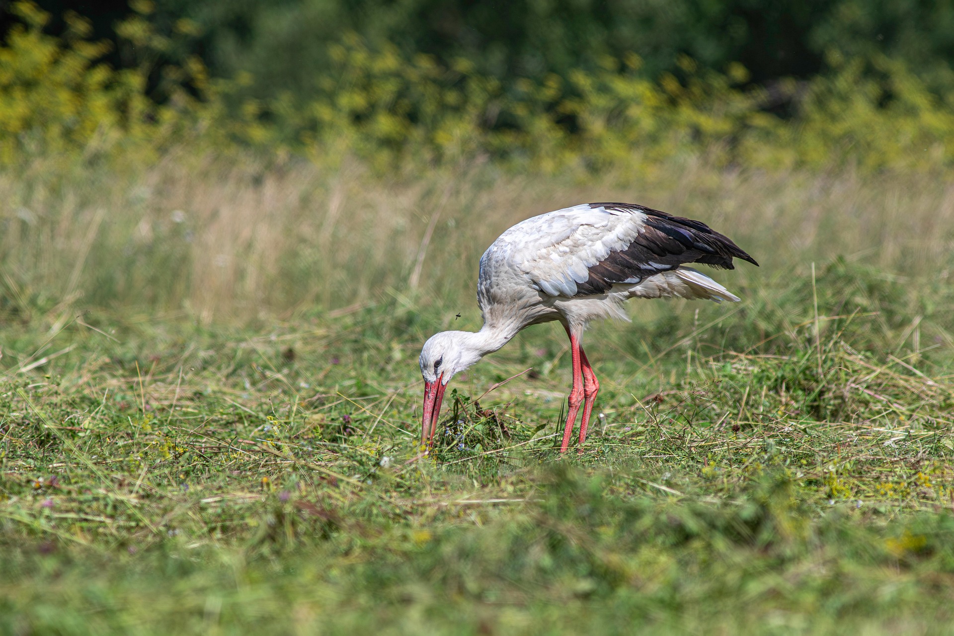 White stork (Ciconia ciconia)
