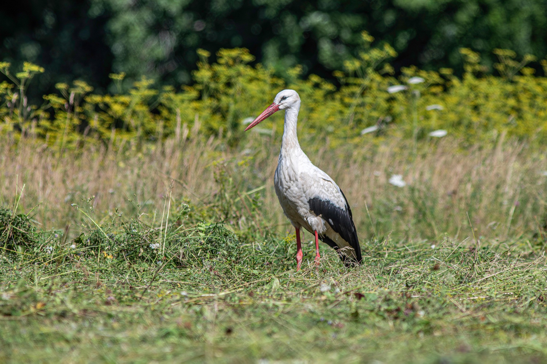 White stork (Ciconia ciconia)