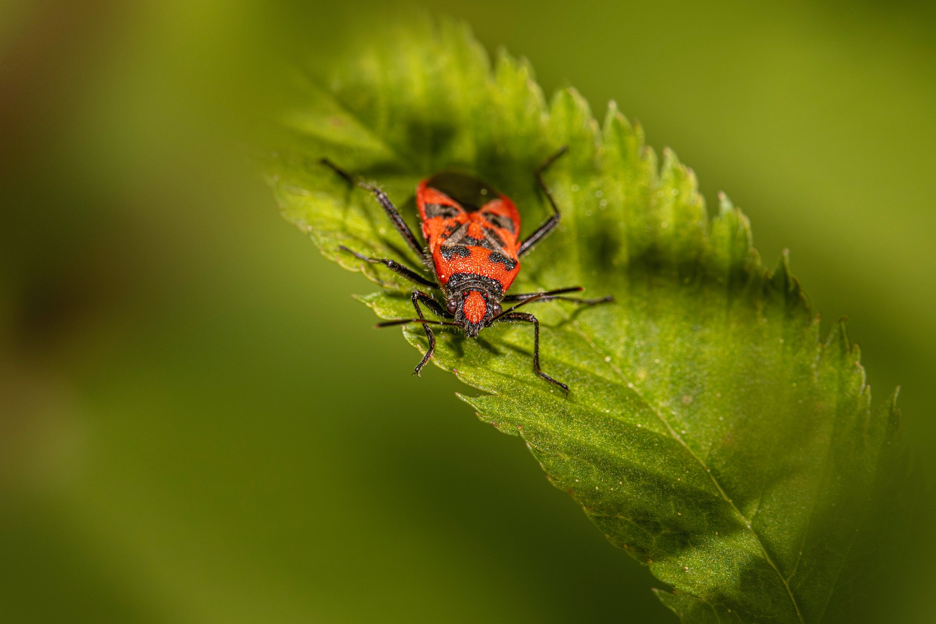 Firebug (Pyrrhocoris apterus)