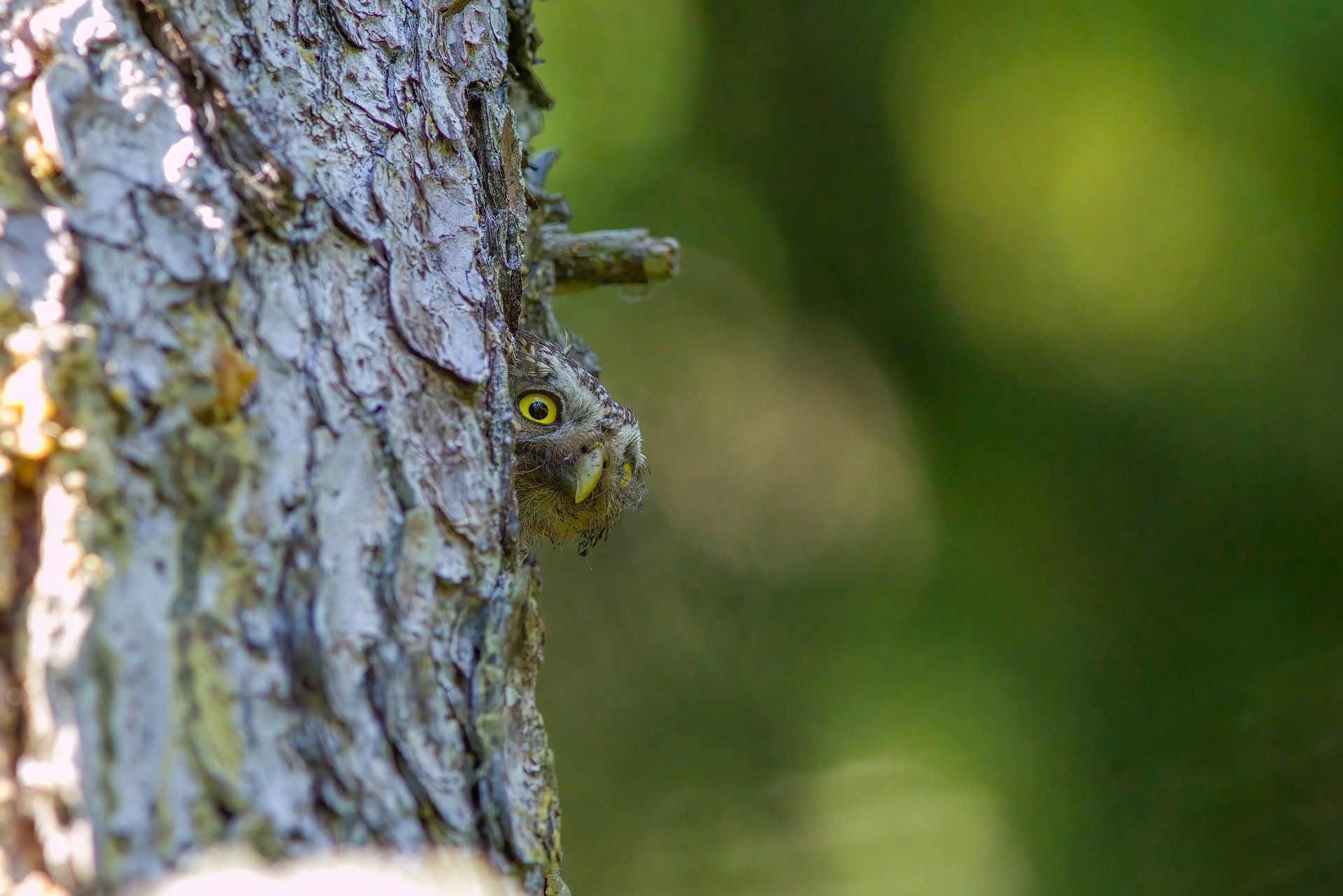 Eurasian pygmy owl (Glaucidium passerinum)