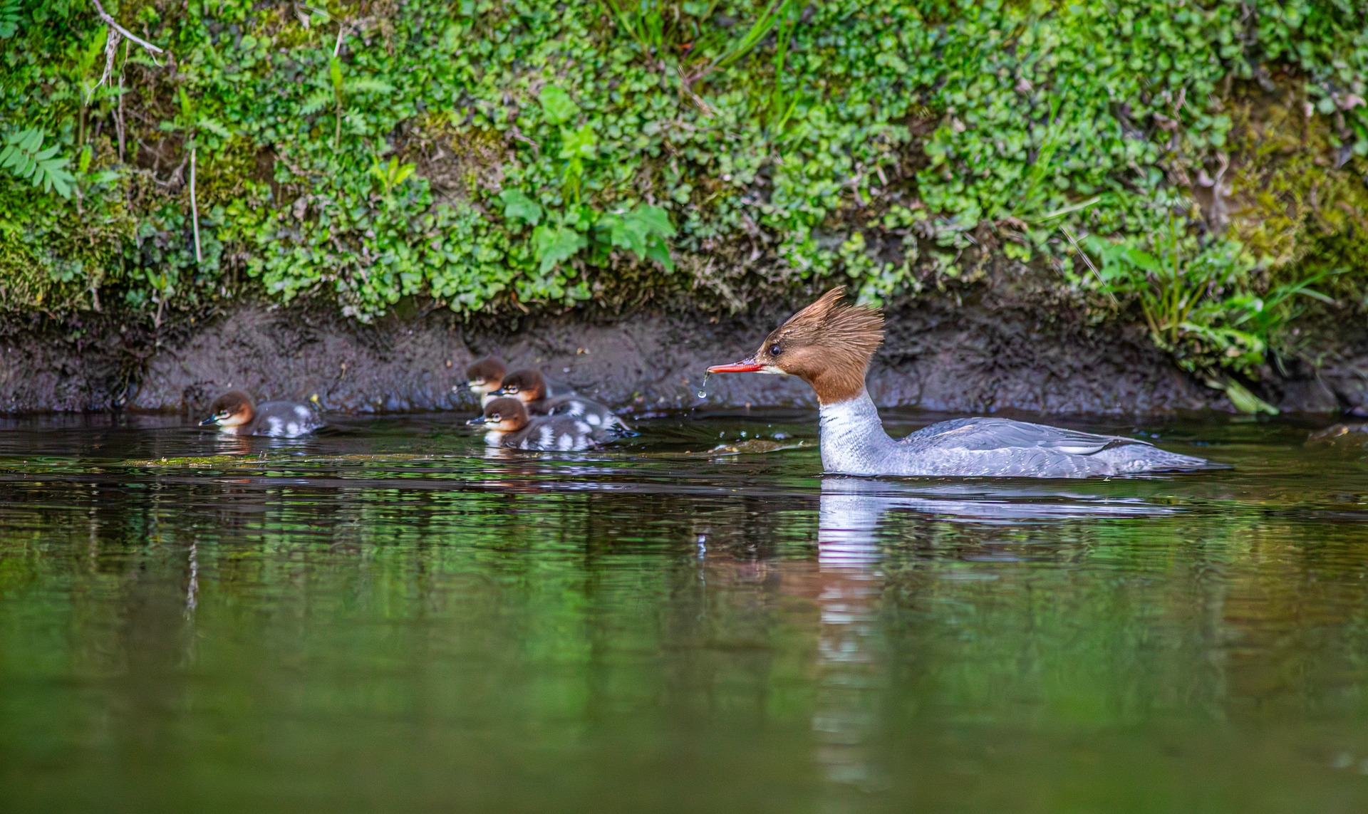 Common merganser (Mergus merganser)