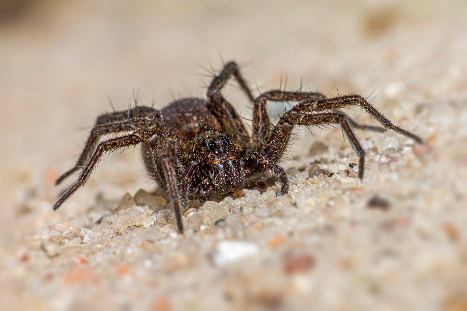 Spotted wolf spider (Pardosa amentata)