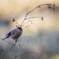 Eurasian bullfinch (Pyrrhula pyrrhula)
