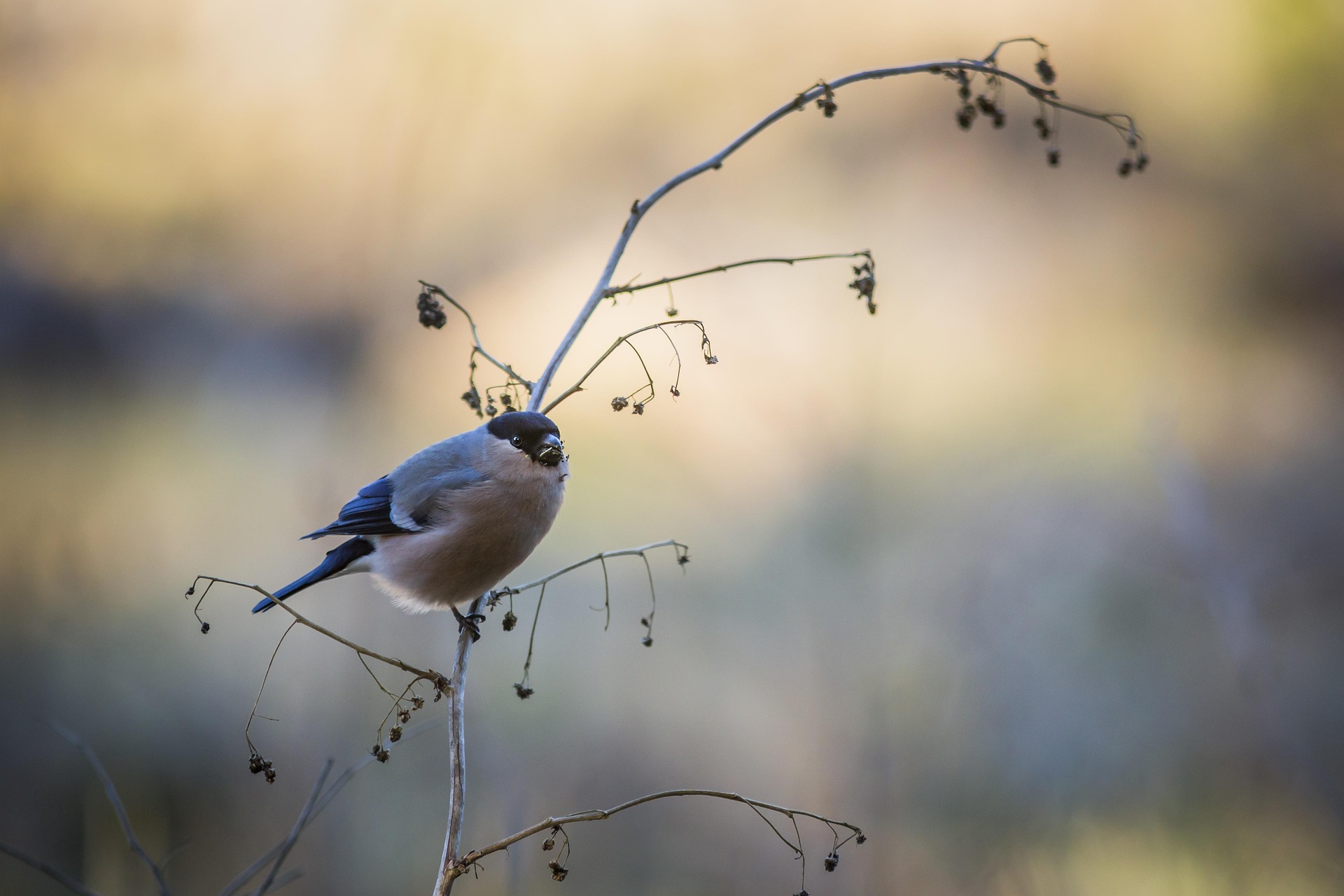 Eurasian bullfinch (Pyrrhula pyrrhula)