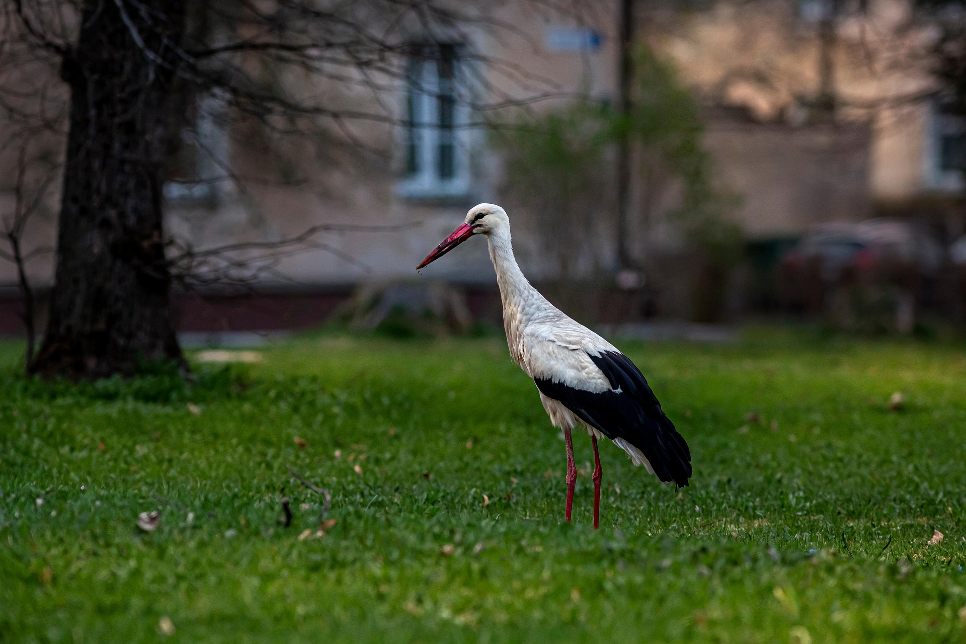 White stork (Ciconia ciconia)