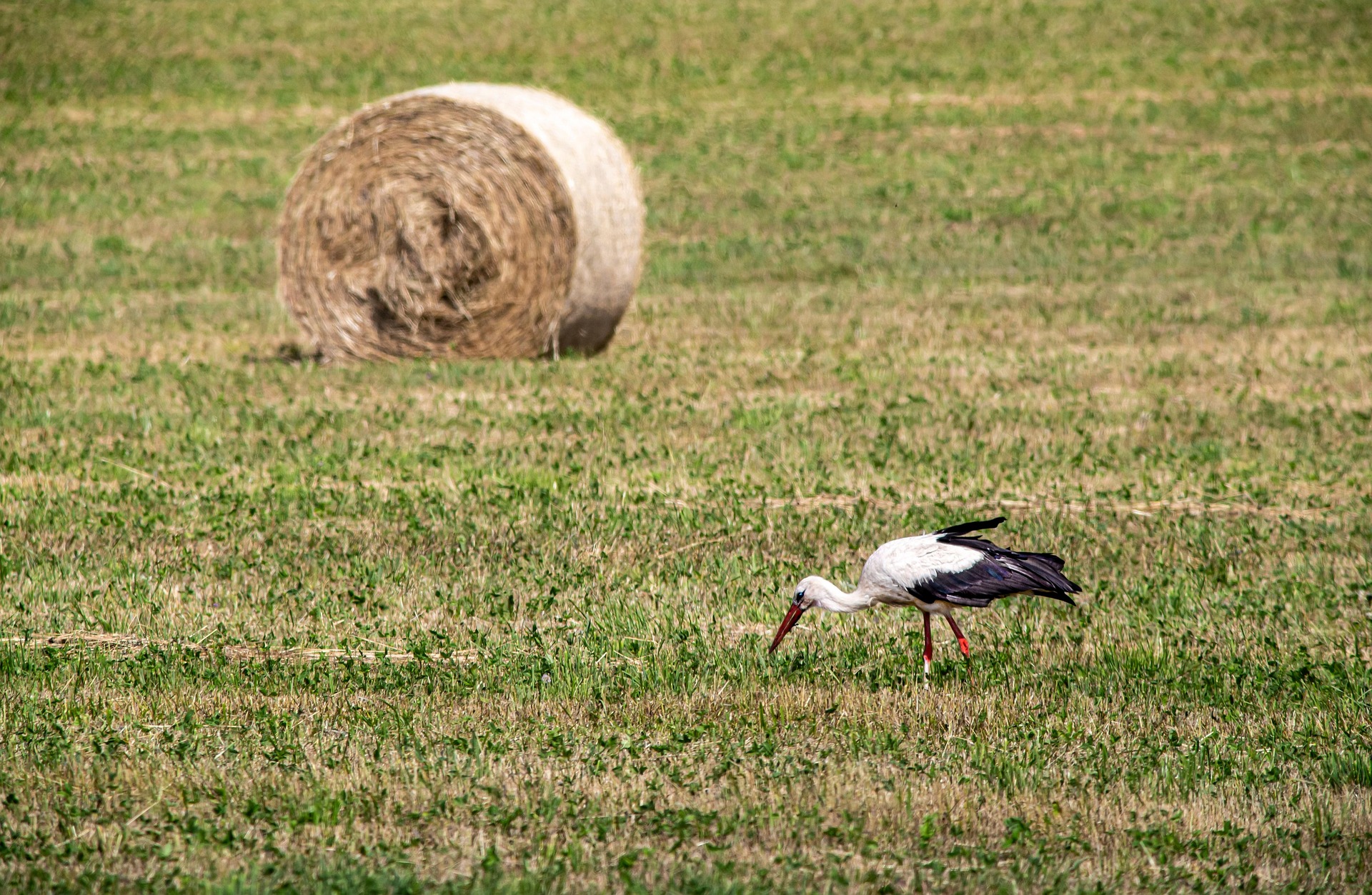 White stork (Ciconia ciconia)