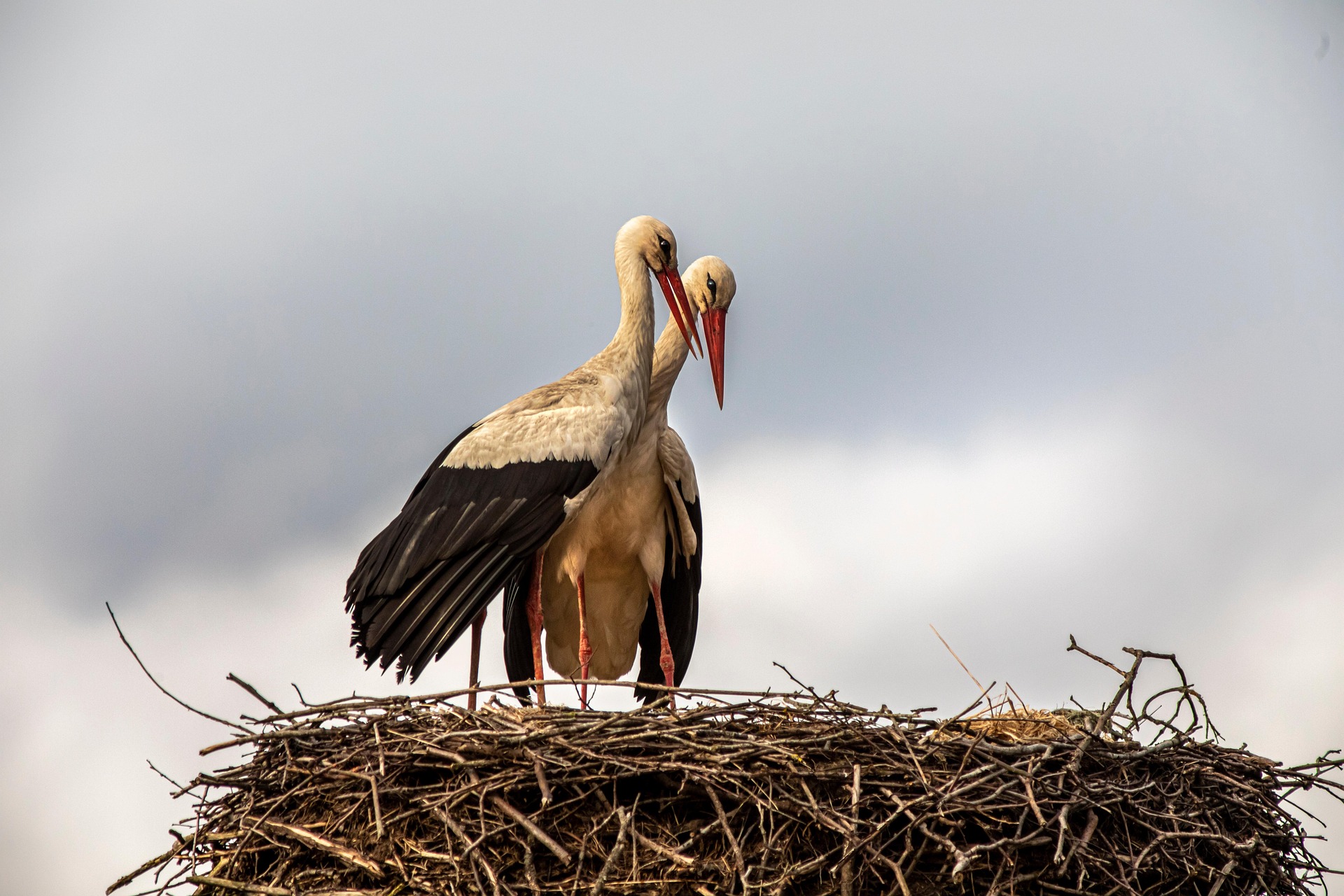 White stork (Ciconia ciconia)